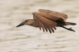 Waruga - Scopus umbretta - Hamerkop