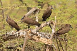 Waruga - Scopus umbretta - Hamerkop