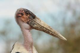 Marabut afrykański - Leptoptilos crumenifer - Marabou