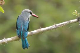 Łowiec jasny - Halcyon senegalensis - Woodland Kingfisher