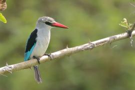 Łowiec jasny - Halcyon senegalensis - Woodland Kingfisher