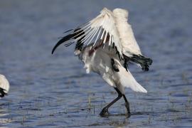 Ibis czczony - Threskiornis aethiopicus - Sacred Ibis