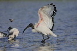 Ibis czczony - Threskiornis aethiopicus - Sacred Ibis