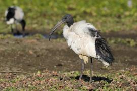 Ibis czczony - Threskiornis aethiopicus - Sacred Ibis