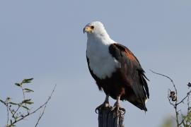 Bielik afrykański - Haliaeetus vocifer - African Fish Eagle