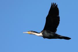 Kormoran białoszyi - Phalacrocorax lucidus - White-breasted Cormorant