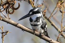 Rybaczek srokaty - Ceryle rudis - Pied Kingfisher