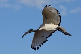 Ibis czczony - Threskiornis aethiopicus - Sacred Ibis