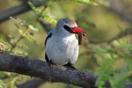 Łowiec jasny - Halcyon senegalensis - Woodland Kingfisher