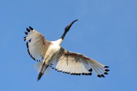 Ibis czczony - Threskiornis aethiopicus - Sacred Ibis