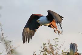 Bielik afrykański - Haliaeetus vocifer - African Fish Eagle