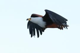 Bielik afrykański - Haliaeetus vocifer - African Fish Eagle