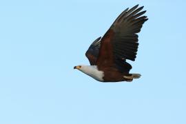 Bielik afrykański - Haliaeetus vocifer - African Fish Eagle