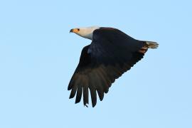 Bielik afrykański - Haliaeetus vocifer - African Fish Eagle