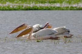 Pelikan różowy - Pelecanus onocrotalus - Great White Pelican
