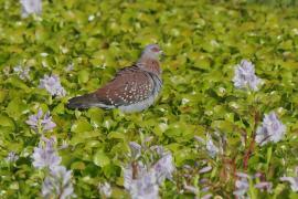 Gołąb okularowy - Columba guinea - Speckled Pigeon