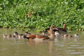 Gęsiówka egipska - Alopochen aegyptiaca - Egyptian Goose