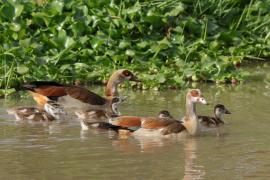 Gęsiówka egipska - Alopochen aegyptiaca - Egyptian Goose