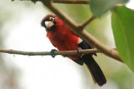 Wąsal szkarłatny - Pogonornis bidentatus - Double-toothed Barbet