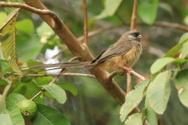 Czepiga rudawa - Colius striatus - Speckled Mousebird