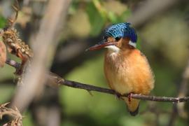 Zimorodek malachitowy - Corythornis cristatus  - African Malachite Kingfisher