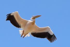 Pelikan różowy - Pelecanus onocrotalus - Great White Pelican