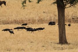 Bocian białobrzuchy - Ciconia abdimii - Abdim's Stork