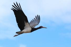 Bocian białobrzuchy - Ciconia abdimii - Abdim's Stork