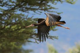 Bocian białobrzuchy - Ciconia abdimii - Abdim's Stork