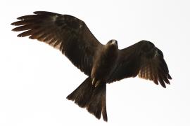 Kania czarna - Milvus migrans - Black Kite