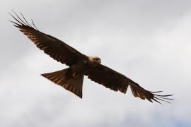 Kania czarna - Milvus migrans - Black Kite