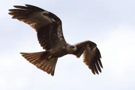 Kania czarna - Milvus migrans - Black Kite
