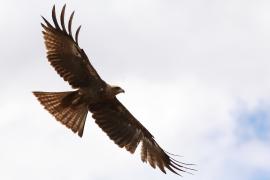 Kania czarna - Milvus migrans - Black Kite