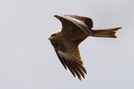 Kania czarna - Milvus migrans - Black Kite
