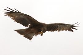 Kania egipska - Milvus migrans aegyptius - Yellow-billed Kite