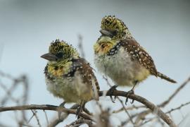Brodal ciemnodzioby - Trachyphonus darnaudii usambiro - Usambiro Barbet