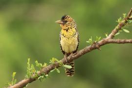Brodal czarnogardły - Trachyphonus darnaudii  - D'Arnaud's Barbet