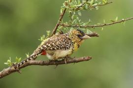 Brodal czarnogardły - Trachyphonus darnaudii  - D'Arnaud's Barbet