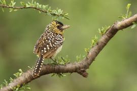 Brodal czarnogardły - Trachyphonus darnaudii  - D'Arnaud's Barbet