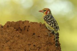 Brodal czerwonouchy - Trachyphonus erythrocephalus - Red-and-yellow Barbet