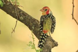 Brodal czerwonouchy - Trachyphonus erythrocephalus - Red-and-yellow Barbet