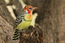 Brodal czerwonouchy - Trachyphonus erythrocephalus - Red-and-yellow Barbet