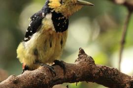 Brodal czubaty - Trachyphonus vaillantii - Crested Barbet