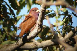 Kraskówka afrykańska - Eurystomus glaucurus - Broad-billed Roller