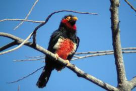 Wąsal żółtooki - Pogonornis dubius - Bearded Barbet