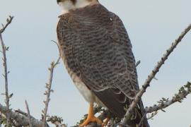 Sokół rudogłowy - Falco chicquera - Red-necked Falcon