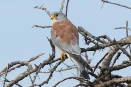 Pustułeczka - Falco naumanni - Lesser Kestrel