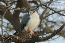 Sokolik czerwonooki - Polihierax semitorquatus - African Pygmy Falcon