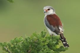 Sokolik czerwonooki - Polihierax semitorquatus - African Pygmy Falcon