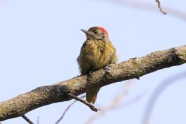 Dzięcioł jasnolicy - Dendropicos fuscescens - Cardinal Woodpecker